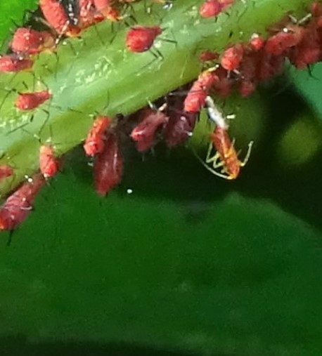 aphids colour temp.jpg